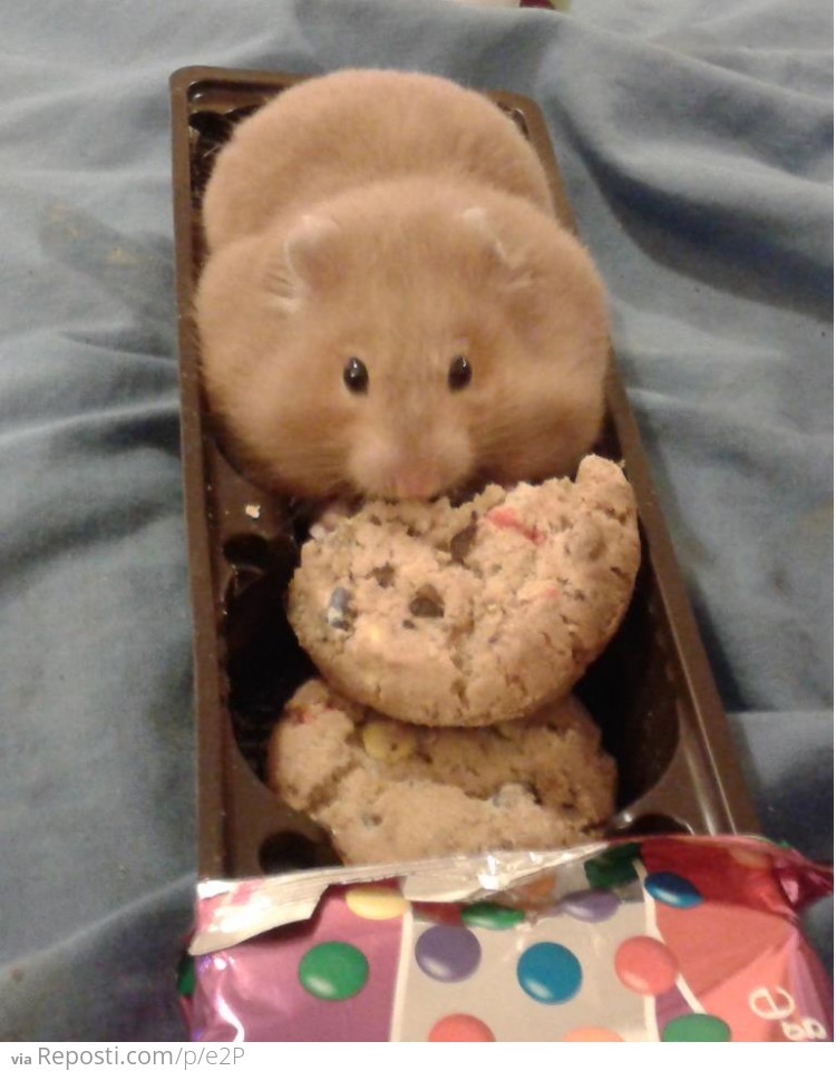 I fits and sits... and eats