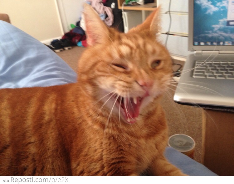 Cat Sneezing