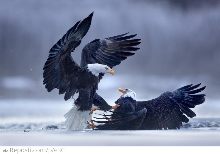 Two bald eagles fighting