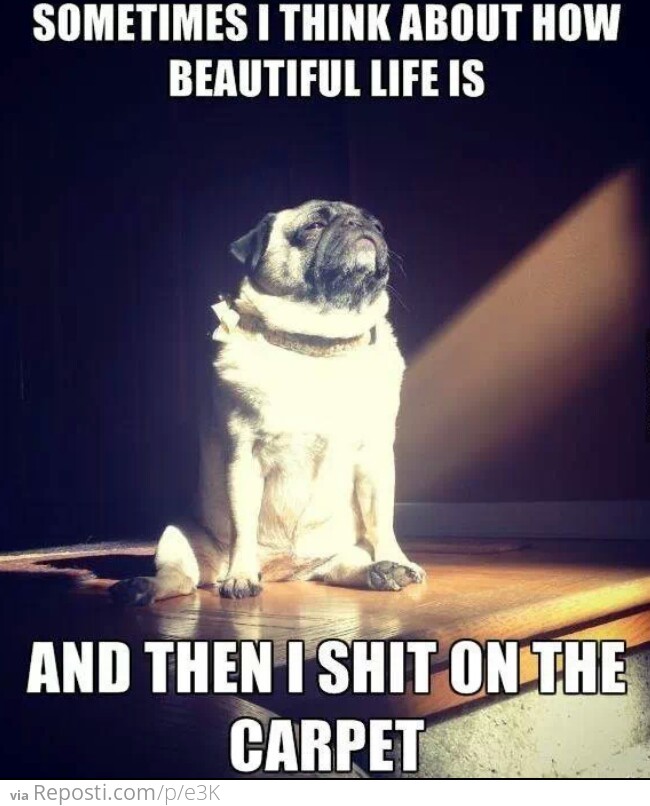 Pug life