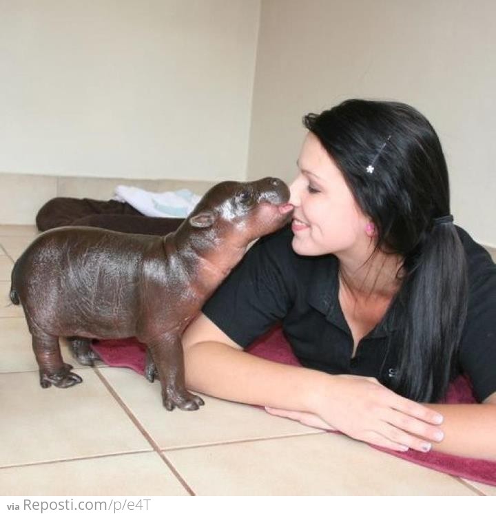 Hippo Attack