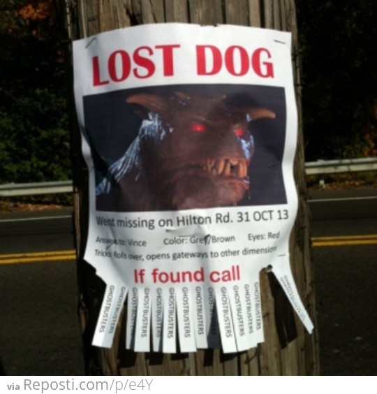 Lost Dog