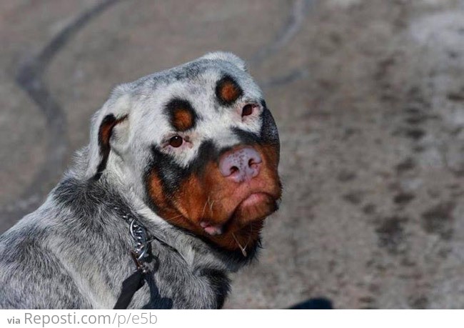 Insane Clown Puppy