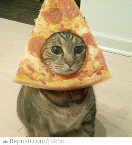 Pizza cat