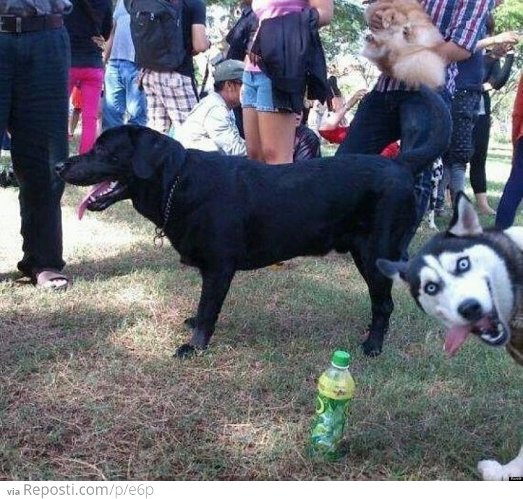 Husky Photobomb