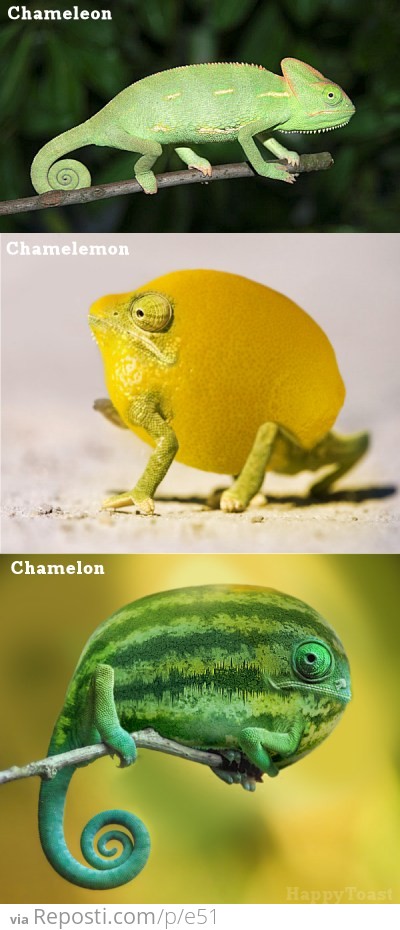 Chameleons