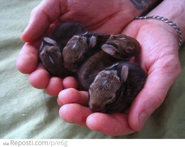 A fluffle of bunnies