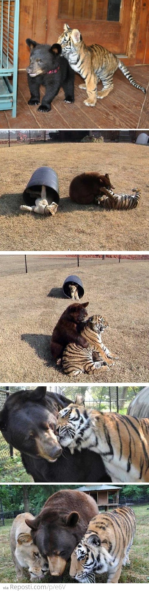 Lion, tiger and bear