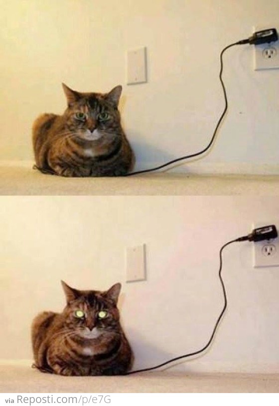 Fully charged cat