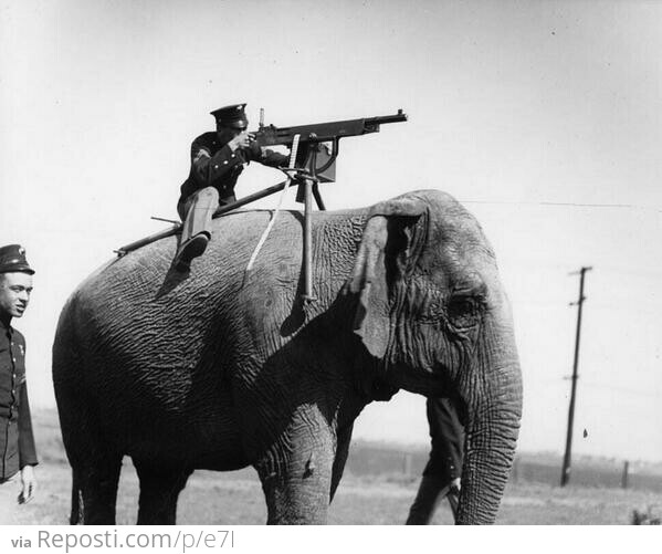 WW1 Elephant