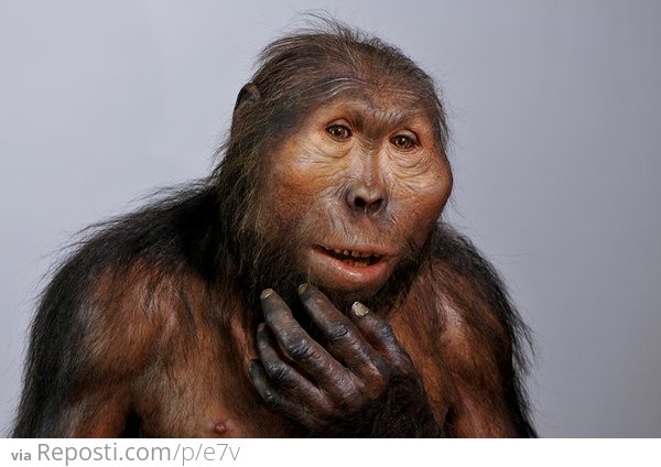 A reconstruction of a Paranthropus boisei made directly on the cast of a 2.5 million-year-old skull, discovered in 1959 at Olduvai Gorge in Tanzania
