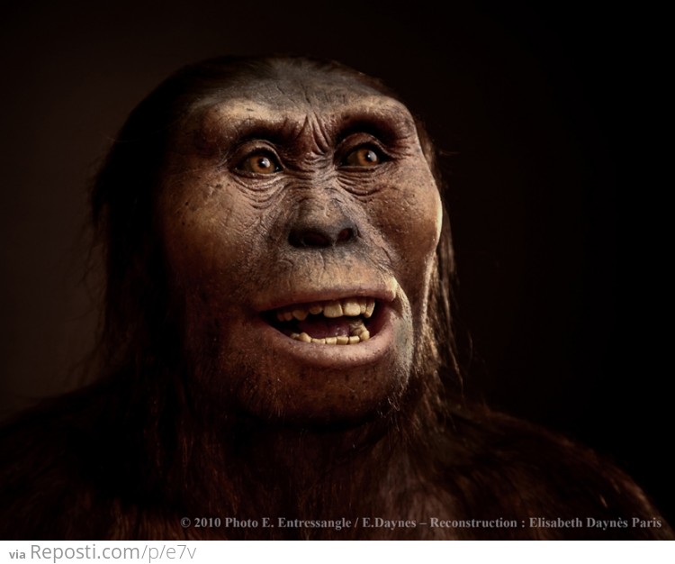 ###Australopithecus afarensis
