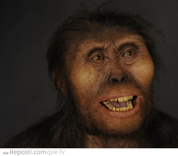 ###Australopithecus afarensis
The artist's reconstruction of Lucy, a 3.1 million-year-old female Australopithecus afarensis discovered in 1974 in Hadar, Ethiopia. Because only fragments of Lucy's cranium were found, Daynès had to draw from the skull of another A. afarensis female (AL 417)