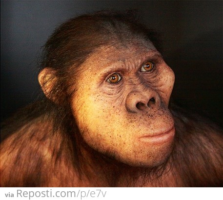 ###Australopithecus africanus
