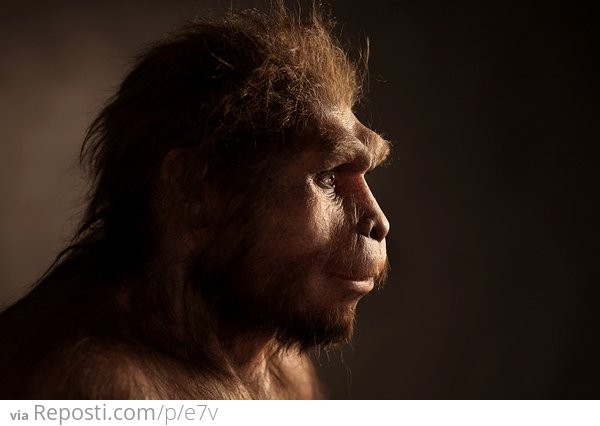 ###Homo erectus
A reconstruction of a male Homo erectus based on the skull Sangiran 17, the most complete Homo erectus skull found in East Asia. This hominid lived in Indonesia 1.3 to 1.0 million years ago.