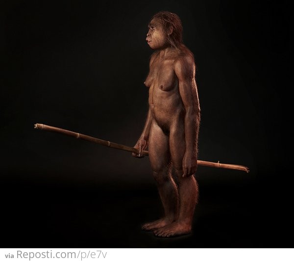 ###Homo floriensis
Reconstruction of a Homo floresiensis female based on the cast of the skull LB1, discovered in 2003 in the Liang Bua cave on the Indonesian island of Flores. This female stood about 1.06 meters high and lived around 18,000 years ago.