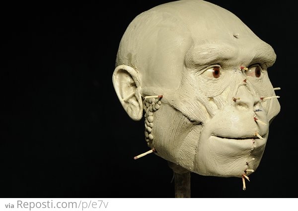 ###Homo erectus sculpture in progress
Daynès' reconstruction of the Sangiran 17 Homo erectus skull at an earlier stage of the artistic process.