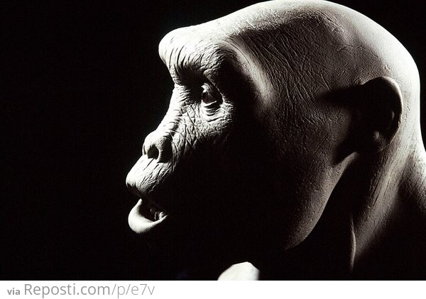 ###Sahelanthropus tchadensis
The clay model of Daynès' reconstruction of "Toumai", a Sahelanthropus tchadensis skull found in Chad in 2005. One of the earliest known human ancestors, "Toumai" lived 6 to 7 million years ago.