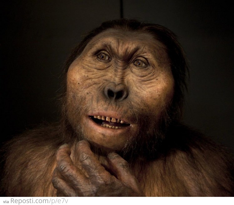 ###Paranthropus boisei
