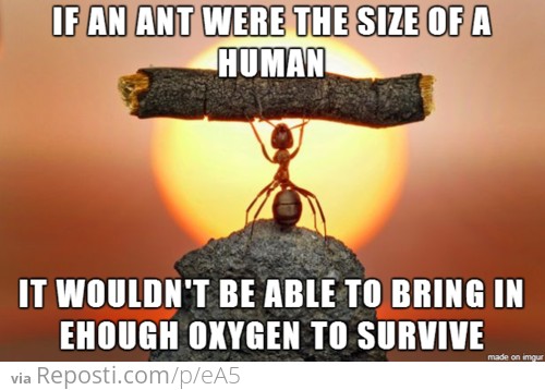 Scientific Facts: Ants