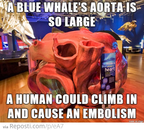 Scientific Facts: Whale Hearts