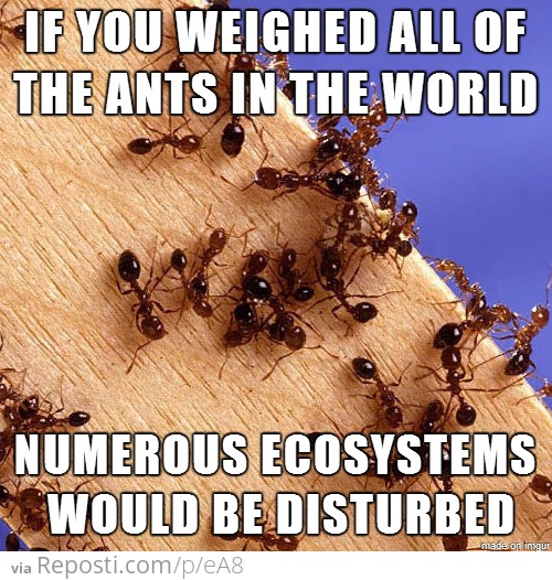 Scientific Facts: Ants