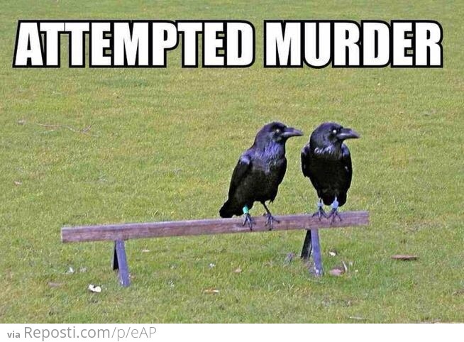 Attempted Murder