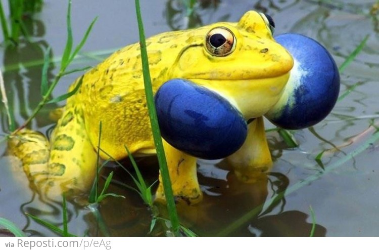 Indian Bull Frog