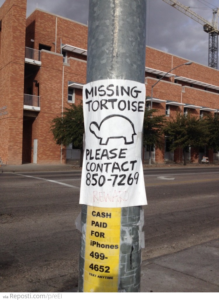 Missing Tortoise
