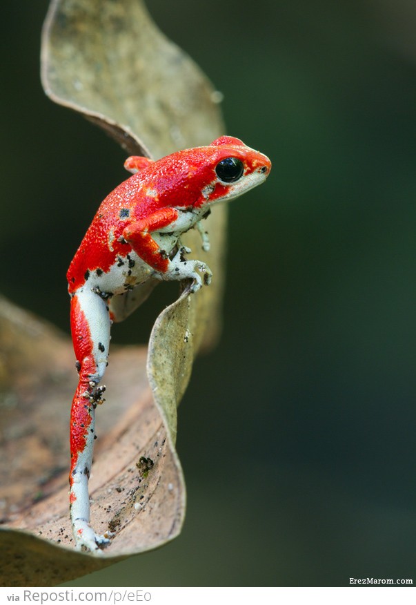 Strawberry Poison-Dart Frog