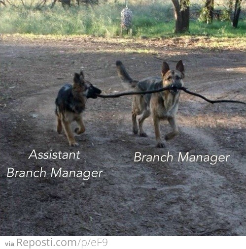 Branch Manager