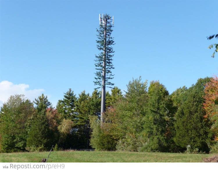 "Yeah so we just disguise it as a tree. It'll blend in perfectly and no one will even know it's a cell tower."