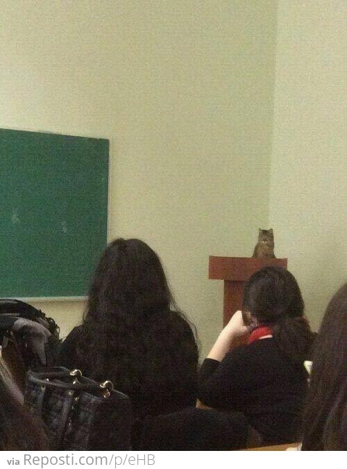 Professor Cat