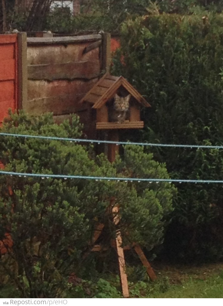 Vacant Bird House For Rent