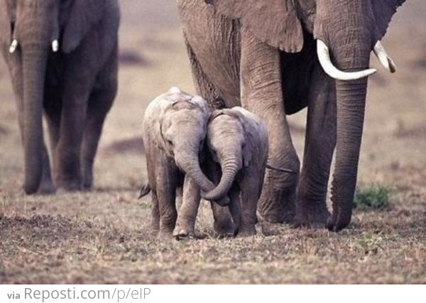 Holding trunks