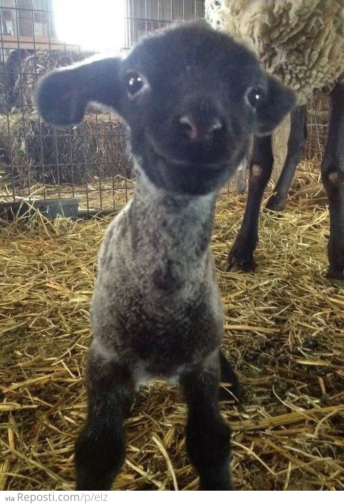 Baby Sheep