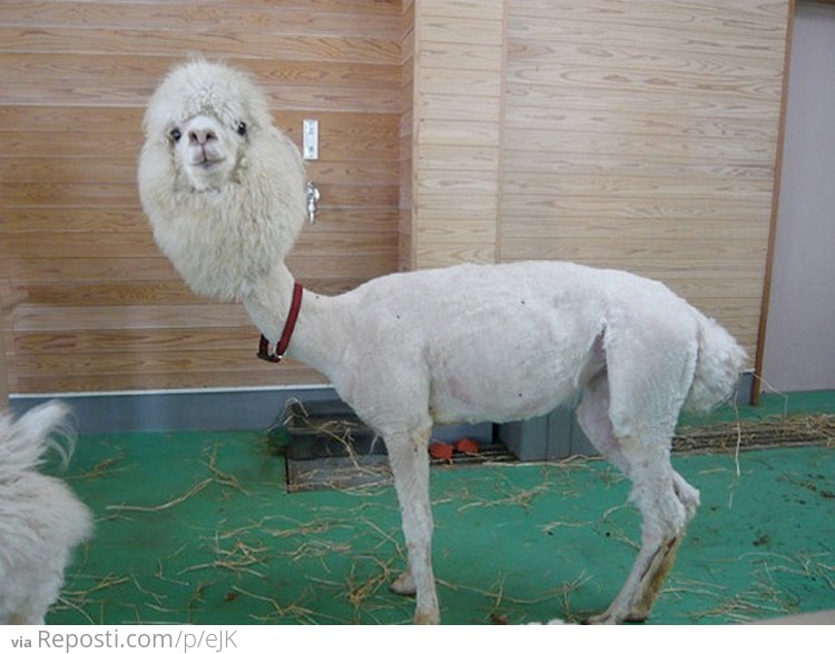 Shaved Llama