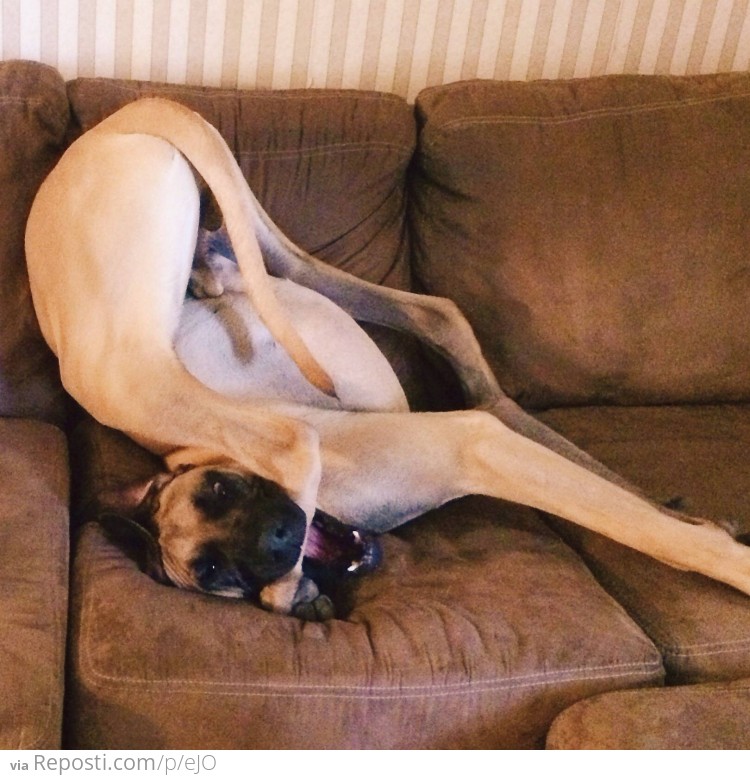 Great Dane's are so graceful