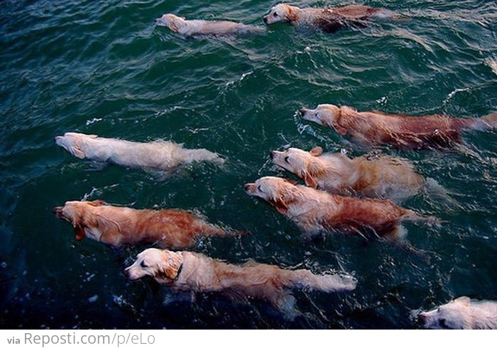 The migration of the rare Aqua Golden Retriever