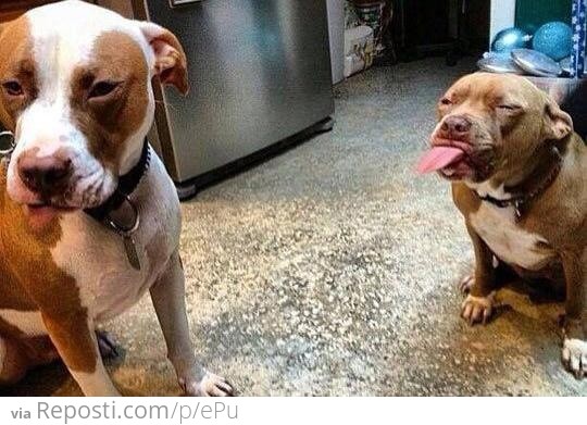 Pitbulls are ruthless creatures