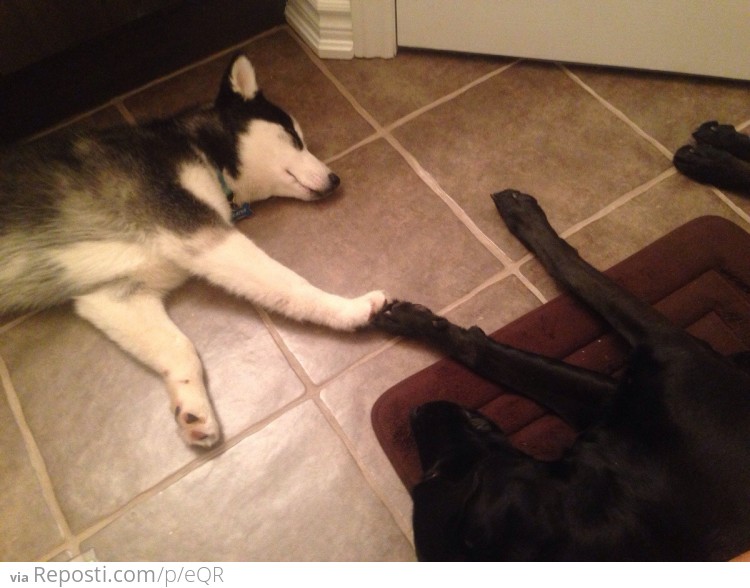 Creation of dog