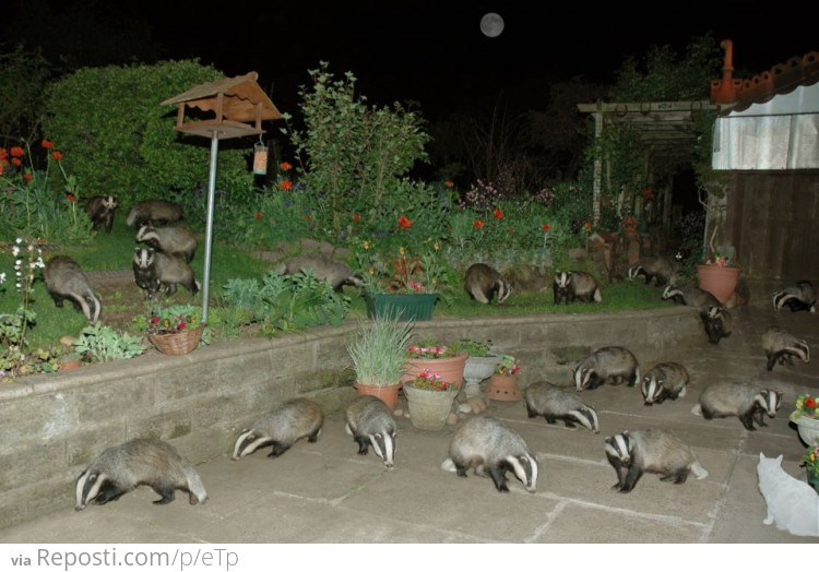 Suddenly: badgers