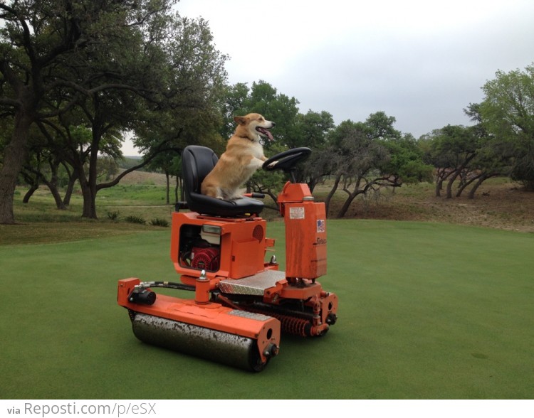 Corgi working on the greens