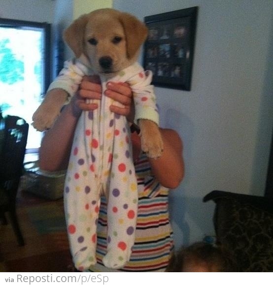 Puppy in a onesie