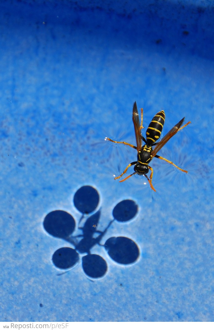 Surface tension shadows