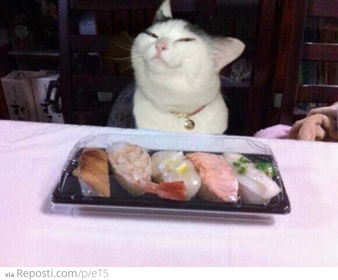 Sushi-cat