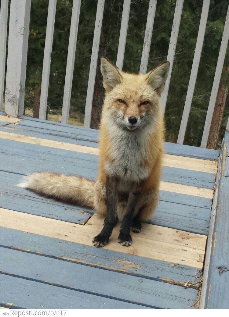 A fox that shows up at our kitchen door for dinner nearly every night around 6