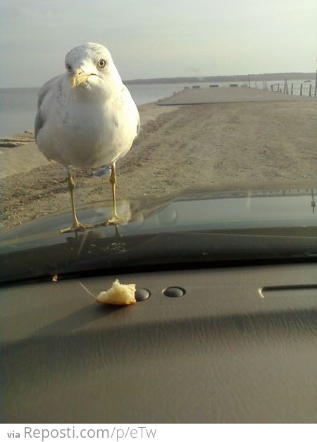 Mocking with a seagull