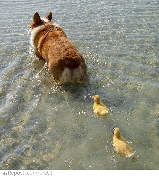 Corgi and her 2 Ducklings