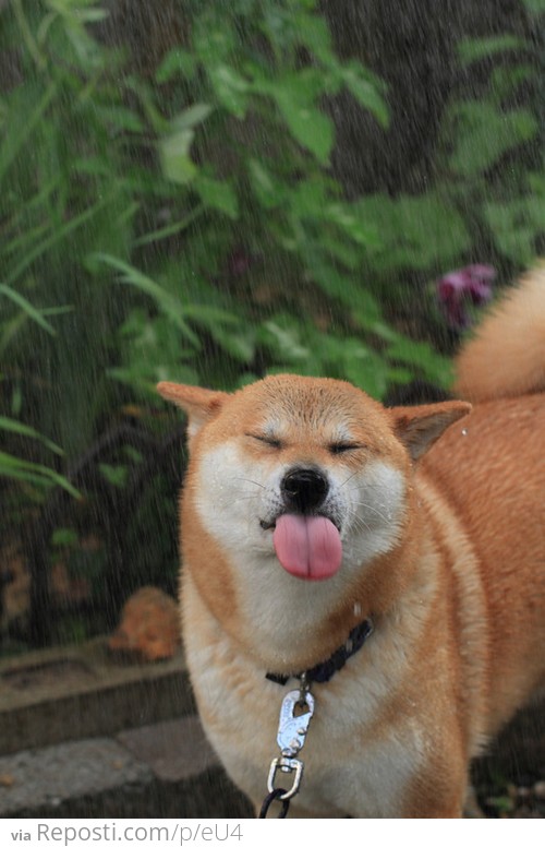 Doge in the rain